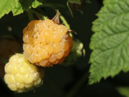 Malina 'Golden Everest' - remontantná