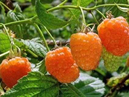 Malina 'Valentina' - remontantná