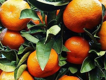 Mandarínka klementina