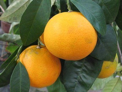 mandarinka