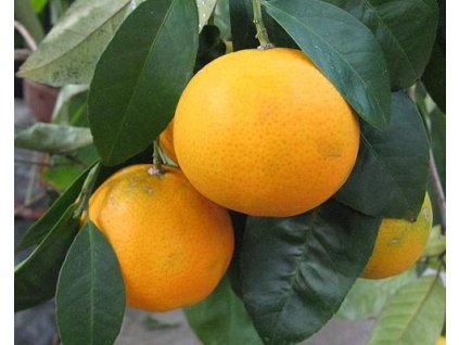 Mandarinka obyčajná