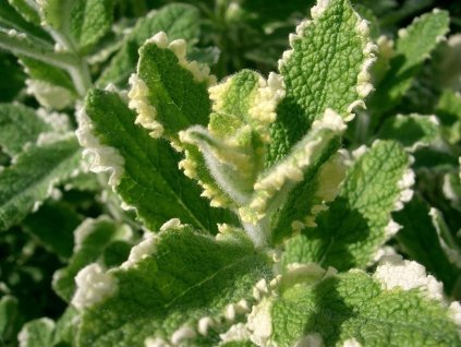 Mäta voňavá 'Variegata' - ananásová