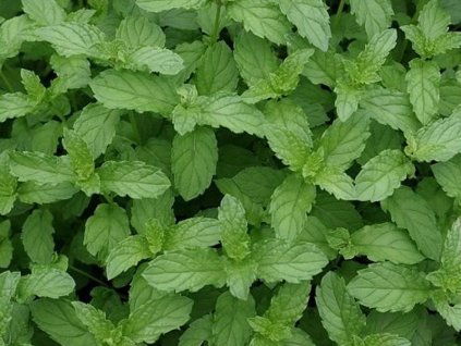 Mäta Marocká  Mentha spicata 'Marocco'