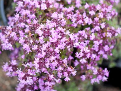 Materina dúška včasná - Thymus praecox v. pseudolanuginosus