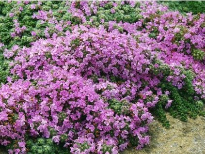 Materina dúška včasná - Thymus praecox v. pseudolanuginosus