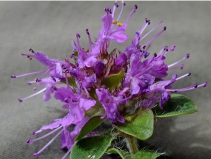 Materina dúška hlavatá  - Thymus comusus