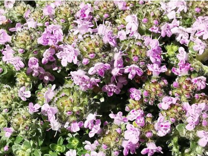 Materina dúška x hybr 'Rasta'