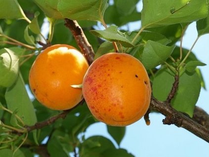 Marhuľa  'Ledana'