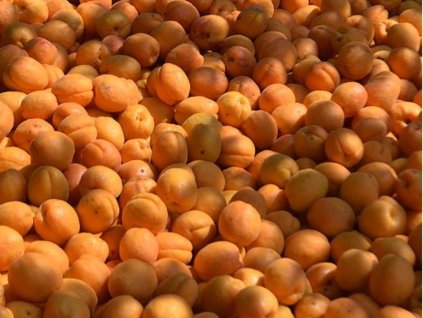 Marhuľa 'New Goldrich'