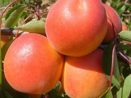 Marhuľa 'Pinkcot' (Balenie prostokorenný stromček, Podpník myrobalán)