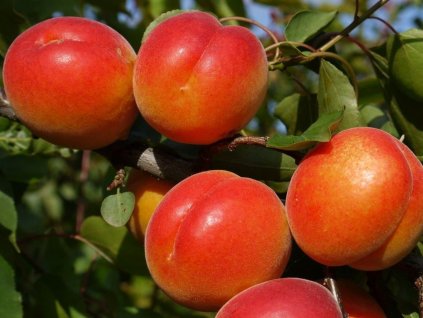 Marhuľa 'Robada' (Balenie prostokorenný stromček, Podpník myrobalán)