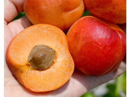 Marhuľa 'Sweet Red'