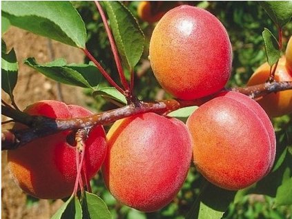 Marhuľa 'Tsunami' (Balenie prostokorenný stromček, Podpník myrobalán)