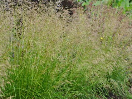 Metlica trsnatá 'Goldtau' - Deschampsia caespitosa 'Goldtau'