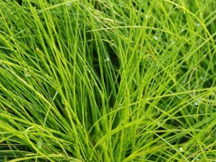 Metluška krivolaká 'Aurea' - Deschampsia flexuosa 'Aurea'