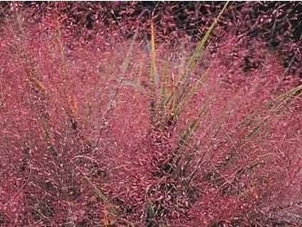 Milota nádherná - Eragrostis spectabilis