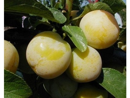 Mirabelka 'Miragrande'