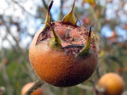 Mišpuľa obyčajná 'Nottingham'