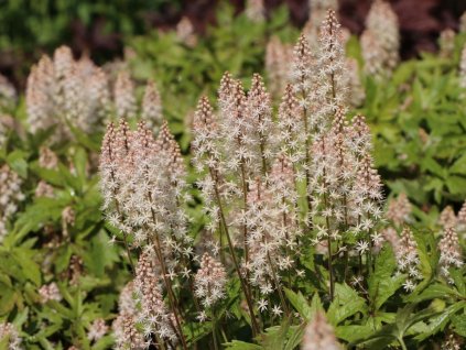 Mitrovnička 'Pink Skyrocket' - Tiarella 'Pink Skyrocket'
