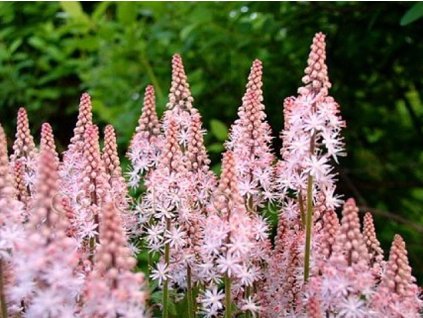 Mitrovnička 'Pink Skyrocket' - Tiarella 'Pink Skyrocket'