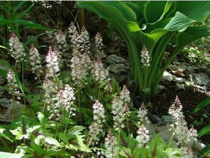 Mitrovnička 'Sugar and Spice' - Tiarella 'Sugar and Spice'