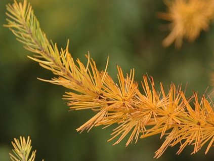 Smrekovec japonský 'Jacobsen's Pyramid'