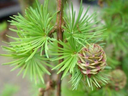 Smrekovec japonský 'Stiff Weeping'