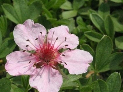 Nátržník lesklý - Potentilla nitida