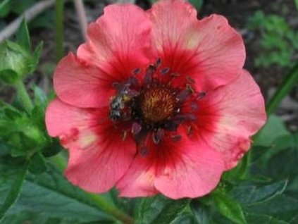 Nátržník nepálsky 'Miss Willmott' - Potentilla nepalensis 'Miss Willmont'