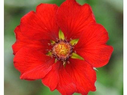 Nátržník tmavočervený - Potentilla atrosanquinea