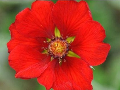 Nátržník tmavočervený - Potentilla atrosanquinea