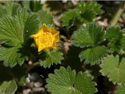 Nátržník velekvetý - Potentilla fragiformis