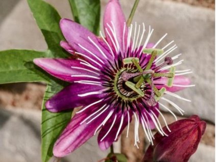 Mučenka modrá 'Victoria'