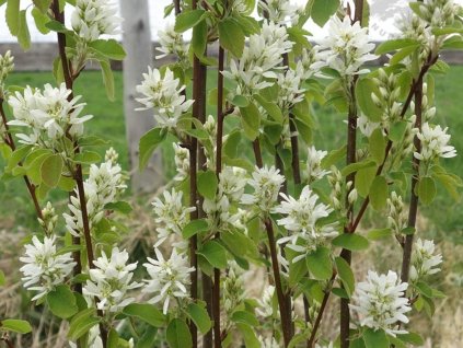 Muchovník jelšolistý 'Obelisk'