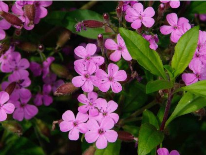 Mydlica bazalkovitá  - Saponaria ocymoides  Saponaria ocymoides