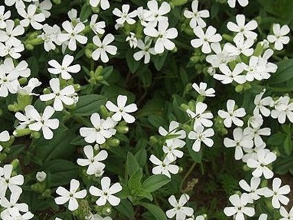 Mydlica bazalkovitá 'Snow Tip' - Saponaria ocymoides 'Snow Tip'