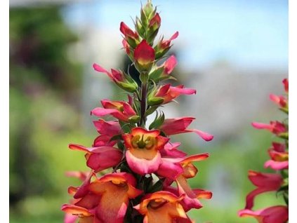 Náprstník 'Illumination Apricot'