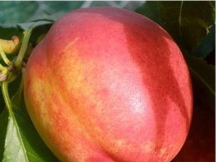 Nektarinka zakrslá 'Balkonela Red'