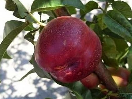 Nektarinka 'Harblaze'