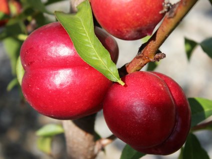 Nektarinka 'Nectared 4'