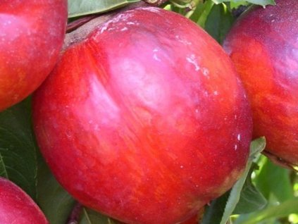 Nektarinka 'Super Queen'