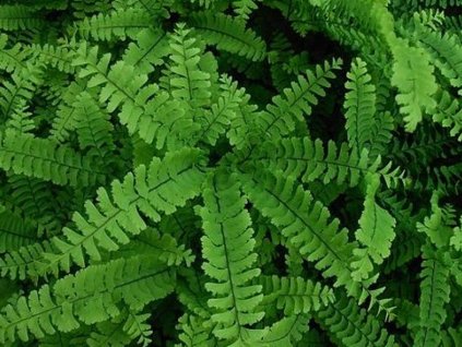 Adiant sibírsky 'Imbricatum'- Adiantum pedatum 'Imbricatum'