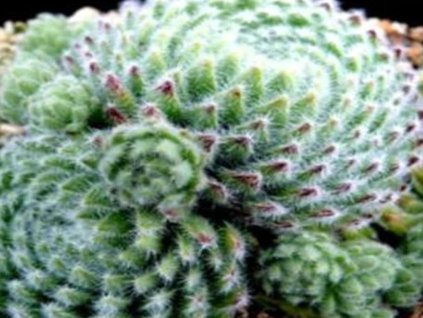 Skalnica pavučinová 'Borisii' - Sempervivum ciliosum 'Borisii'