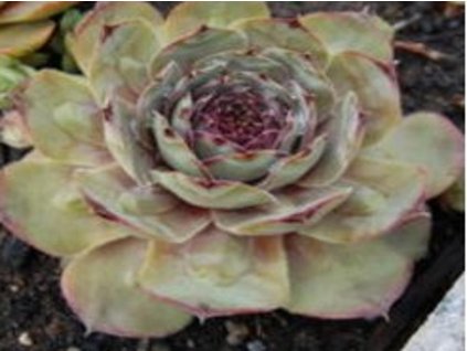 Skalnica x hybr 'Rita Jane' - Sempervivum x hybr 'Rita Jane'