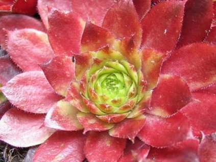 Skalnica x hybr 'Granat'