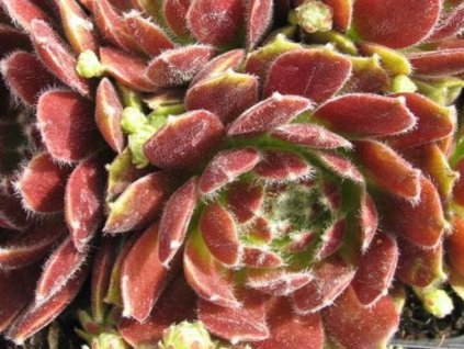Skalnica x hybr 'Hey Hey' - Sempervivum x hybr 'Hey Hey'