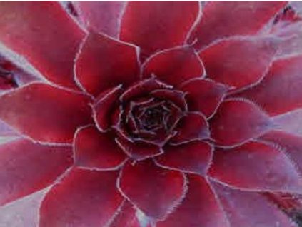 Skalnica x hybr 'Rubinek II'