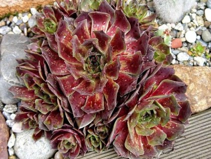 Skalnica x hybr 'Othello' - Sempervivum x hybr 'Othello'