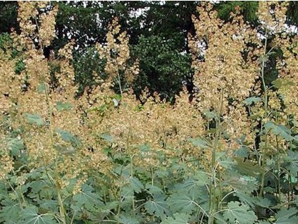 Makovec srdcovitý - Macleya cordata