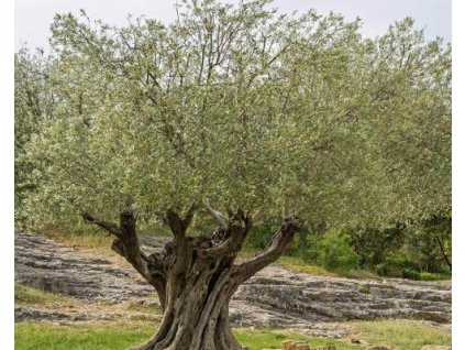 Olivovník európsky